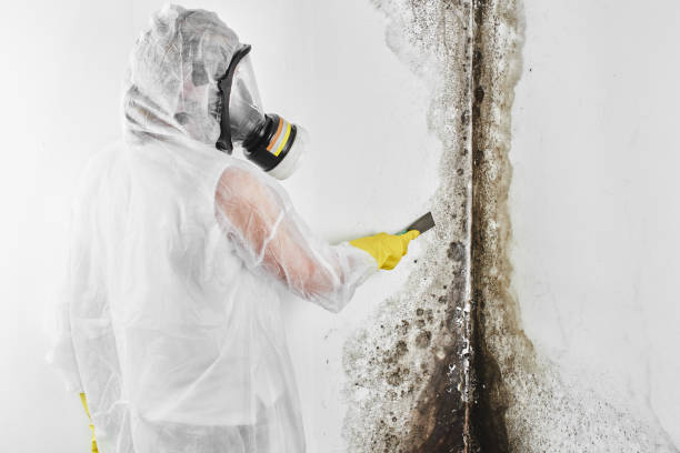 Best DIY Mold Remediation Support Services in Laflin, PA